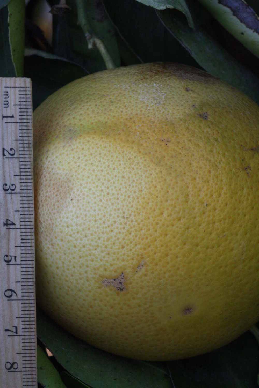            Fruit (Riverside, CA)   